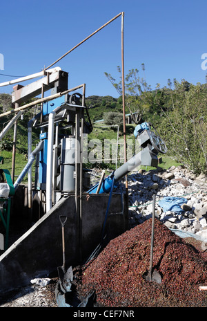 Les enveloppes de grains de café séparés pour être utilisés pour le compost à la Finca Lerida coffee farm, près de Boquete Chiriqui , , Panama Banque D'Images