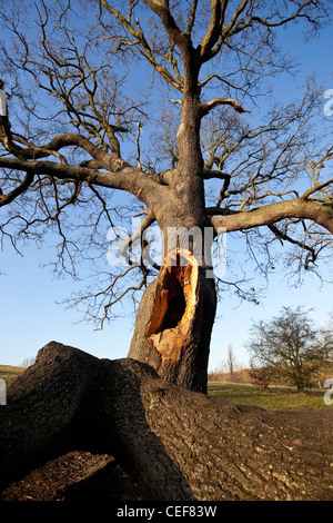 Un gros trou sur la rupture d'un arbre sans feuilles, Hampstead Heath, Highgate, Londres, Angleterre, Royaume-Uni. Banque D'Images