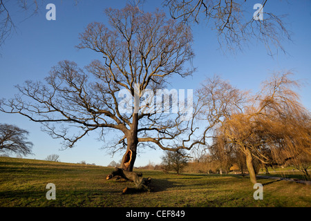 Un gros trou sur la rupture d'un arbre sans feuilles, Hampstead Heath, Highgate, Londres, Angleterre, Royaume-Uni. Banque D'Images