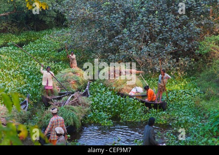 La collecte de l'herbe sur le bateau, Backwaters du Kerala, Inde Banque D'Images