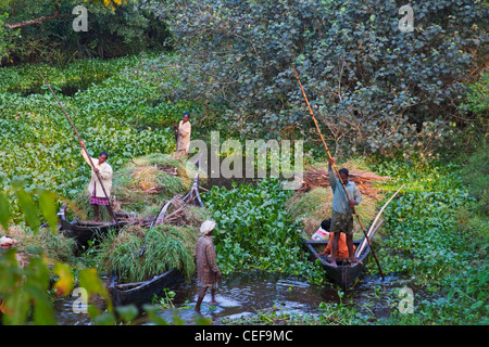 La collecte de l'herbe sur le bateau, Backwaters du Kerala, Inde Banque D'Images