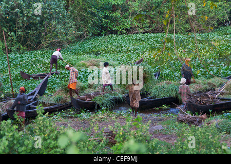 La collecte de l'herbe sur le bateau, Backwaters du Kerala, Inde Banque D'Images