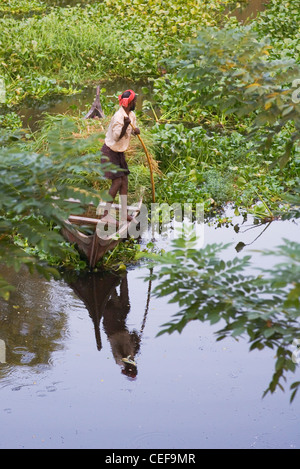 La collecte de l'herbe sur le bateau, Backwaters du Kerala, Inde Banque D'Images