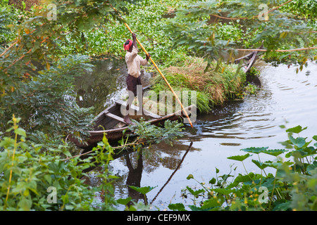La collecte de l'herbe sur le bateau, Backwaters du Kerala, Inde Banque D'Images