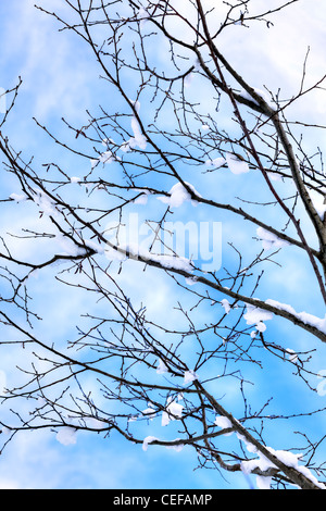 Branches d'un arbre avec de la neige dans un ciel bleu d'hiver Banque D'Images