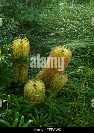 Banksia spinulosa en fleur Banque D'Images