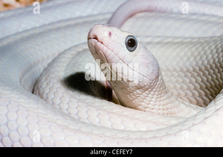 Serpent Rat Texas Pantherophis obsoletus, anciennement Elaphe obsoleta lindheimeri. Forme Leucistic Banque D'Images