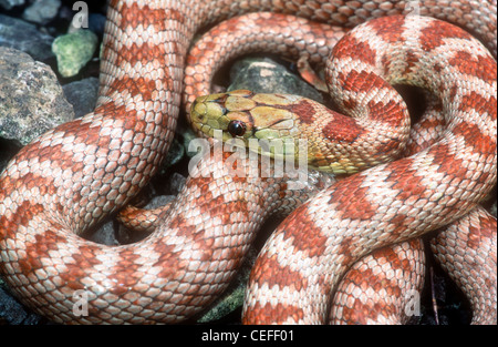 Serpent Zamenis situla Leopard forme inhabituelle avec peu ou pas de pigment noir. (Amelanistic) Malte. Anciennement Elaphe situla. Banque D'Images