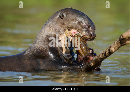 Un géant de la loutre de rivière sauvage à se nourrir de poissons Banque D'Images