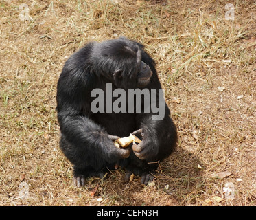 Tourné en extérieur de l'Ouganda (Afrique) montrant un chimpanzé, assis sur le sol dans une ambiance ensoleillée Banque D'Images