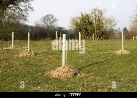 Les jeunes arbres avec apple tree guards sur la paille et l'année pour protéger les racines Banque D'Images