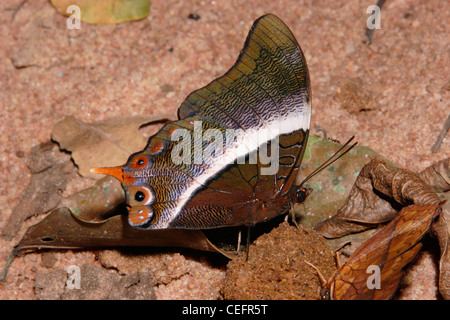 Butterfly (Palla ussheri : Pieridae) se nourrissant d'excréments de civette dans rainforest, au Ghana. Banque D'Images