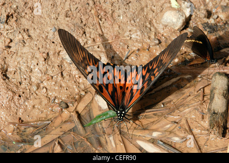 African giant swallowtail Butterfly (Papilio antimachus : Papilionidae) mâle puddlage dans rainforest, au Ghana. Banque D'Images