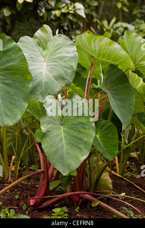 Le taro (Colocasia esculenta) personnalités liées à la commune en pleine croissance au jardin sur Kauai. New York, USA Banque D'Images