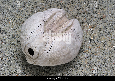 Pomme de Terre / Mer (Echinocardium cordatum oursin Coeur) shell lavés sur plage le long de la côte de la mer du Nord Banque D'Images