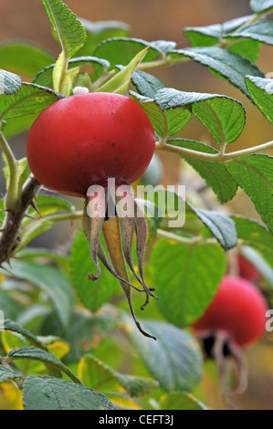 Rugosa rose / rose / Ramanas japonais rose / rose (Rosa rugosa embruns), red rose hips en automne, Ardennes, Belgique Banque D'Images