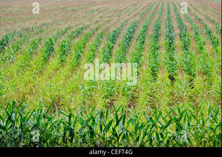 Domaine montrant des rangées de maïs (Zea mays) en été, Belgique Banque D'Images