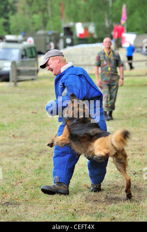 Chien de Berger Belge piqueurs / Malinois, attaquant l'homme en vêtements de protection lors de la session de formation de l'armée belge, Belgique Banque D'Images