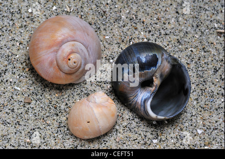 Collier de coquillages (Euspira catena / Polinices catena) sur plage, Belgique Banque D'Images