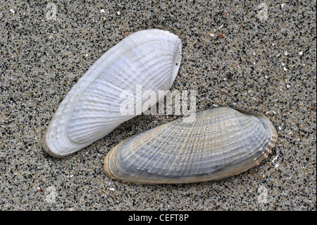 Pre Piddock blanc (Barnea candida) shells on beach, Belgique Banque D'Images