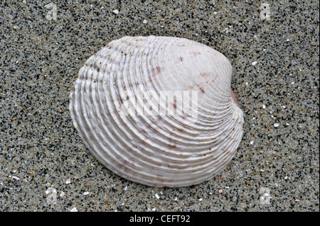 Vénus verruqueuse (Venus verrucosa) shell on beach Banque D'Images