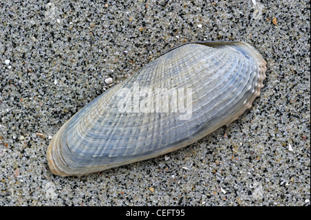 Pre Piddock blanc (Barnea candida) shell sur plage, Belgique Banque D'Images