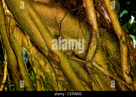 Vue rapprochée de racines de l'arbre de banian Banque D'Images