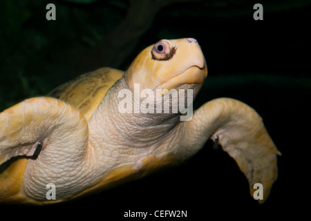 Vue rapprochée d'une tortue de mer dans un aquarium, Moody Gardens, Galveston, Texas Banque D'Images