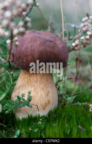 Un cep, Boletus edulis, communément connu sous le nom de penny bun, porcino, ou cep Banque D'Images