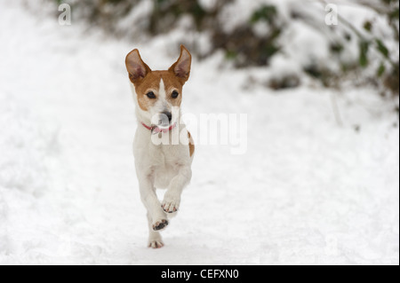 Parson Jack Russell Terrier tournant à pleine vitesse vers l'appareil photo dans la neige, les oreilles en l'air Banque D'Images