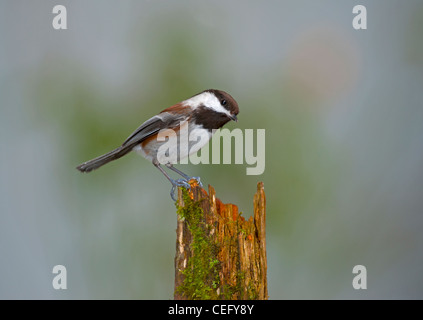 Mésange à dos, petits oiseaux du Canada USA Nord Ouest. 7959 SCO Banque D'Images