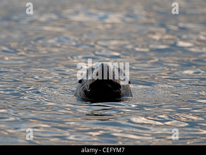 Lion de mer du Pacifique nord-ouest de la baie de Nanoose Bay à l'île de Vancouver en Colombie-Britannique. 7966 SCO Banque D'Images