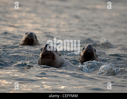 Les Lions de mer du Pacifique nord-ouest de la baie de Nanoose Bay à l'île de Vancouver en Colombie-Britannique. 7968 SCO Banque D'Images