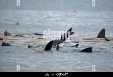 Les Lions de mer du Pacifique nord-ouest de la baie de Nanoose Bay à l'île de Vancouver en Colombie-Britannique. 7969 SCO Banque D'Images