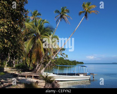 Mer de cocotiers se penchant sur l'eau et d'un bateau à quai, l'Amérique centrale, le Panama Banque D'Images