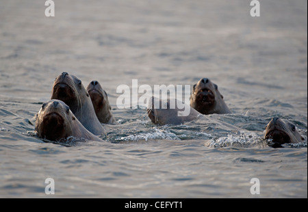 Les Lions de mer du Pacifique nord-ouest de la baie de Nanoose Bay à l'île de Vancouver en Colombie-Britannique. 7975 SCO Banque D'Images