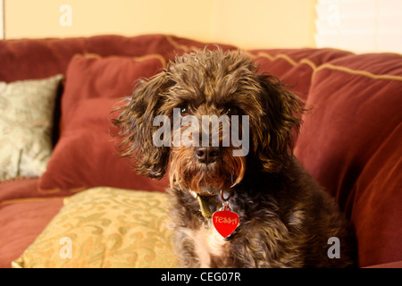 Mélanger Breed dog sitting on the couch Banque D'Images