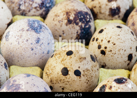 Les oeufs de caille dans le récipient de papier Banque D'Images