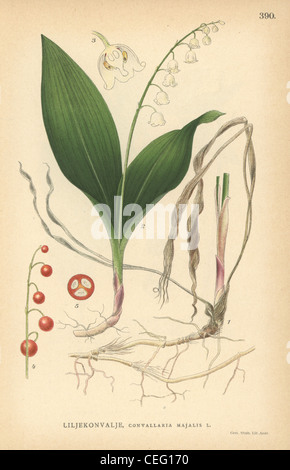 Muguet, Convallaria majalis. Banque D'Images