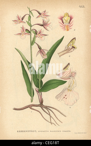 Marsh helleborine Epipactis palustris, orchidée Crantz. Banque D'Images