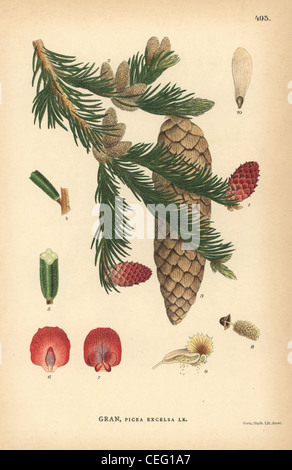 Arbre généalogique de l'épinette de Norvège, Picea abies. Banque D'Images