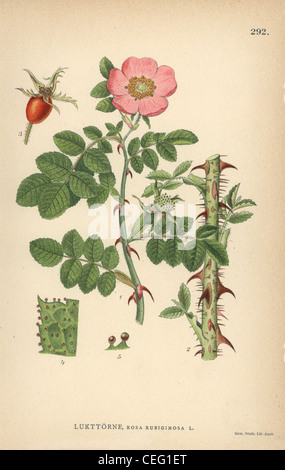 Sweet Briar ou eglantine rose, Rosa rubiginosa. Banque D'Images