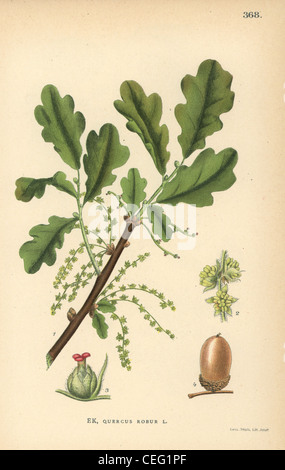 French oak, Quercus robur. Banque D'Images