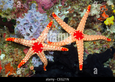 Étoile de mailles rouges, Fromia monilis, Baa Atoll, Maldives, océan Indien Banque D'Images
