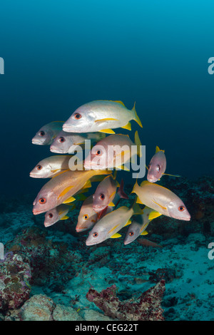 Banc de l'Un-spot Snapper Lutjanus monostigma, Baa Atoll, Maldives, océan Indien Banque D'Images