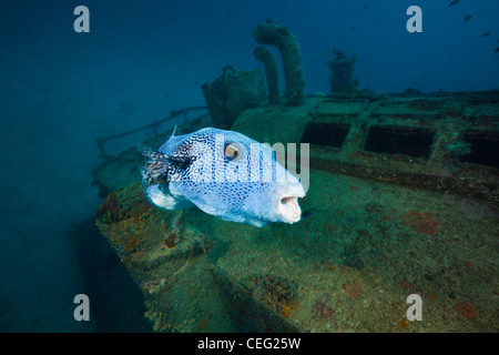 Plus de Puffer étoilé Victory Wreck Maldives, Arothrom caeruleopunctatus, North Male Atoll, Maldives, océan Indien Banque D'Images