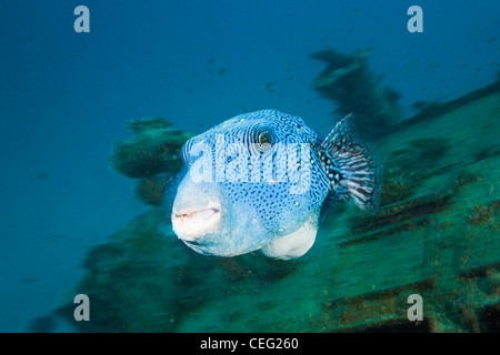 Plus de Puffer étoilé Victory Wreck Maldives, Arothrom caeruleopunctatus, North Male Atoll, Maldives, océan Indien Banque D'Images