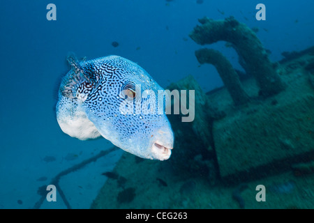 Scuba Diver à Victory Wreck Maldives, North Male Atoll, Maldives, océan Indien Banque D'Images