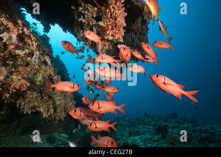 Dans Soldierfishes Mypristis, récifs coralliens sp., l'atoll de Baa, Maldives, océan Indien Banque D'Images