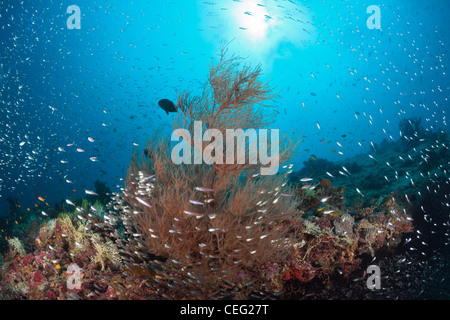 Coralfishes cercle autour de corail noir, Antipathes dichotoma, Baa Atoll, Maldives, océan Indien Banque D'Images